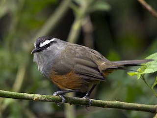 Palani Laughingthrush Name Telling Birds Series Article by V Kirubhanandhini. Book Day Website is Branch of Bharathi Puthakayalam. பெயர் சொல்லும் பறவைகள் 14 - பழனி சிலம்பன் (Montecincla fairbanki) | முனைவர். வெ. கிருபாநந்தினி