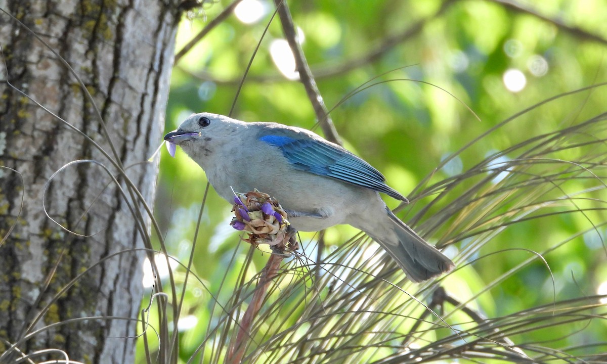 Blue-gray Tanager - grete pasch