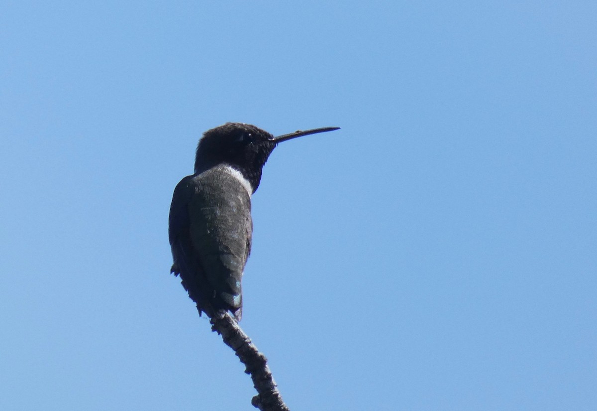 Black-chinned Hummingbird - ML151064341