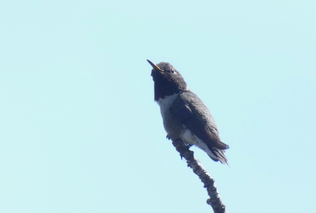 Black-chinned Hummingbird - ML151064371