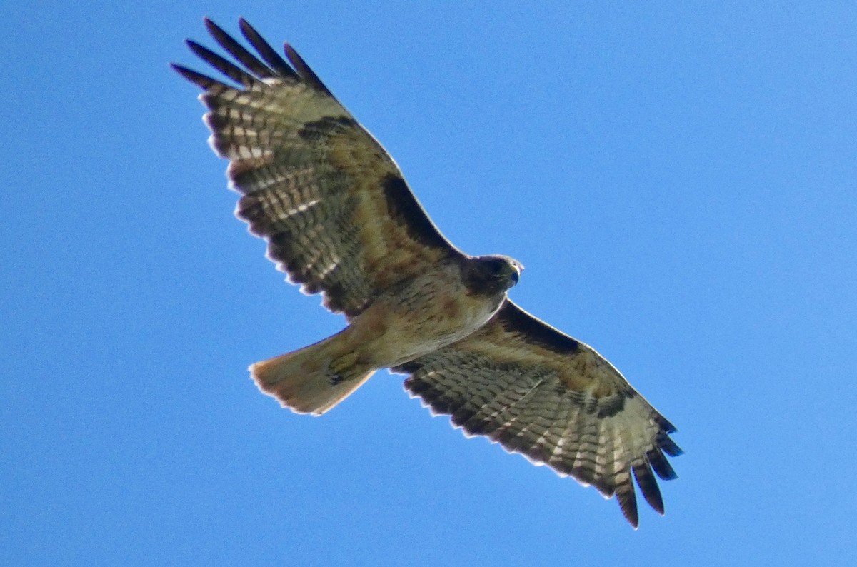 Red-tailed Hawk - ML151064551