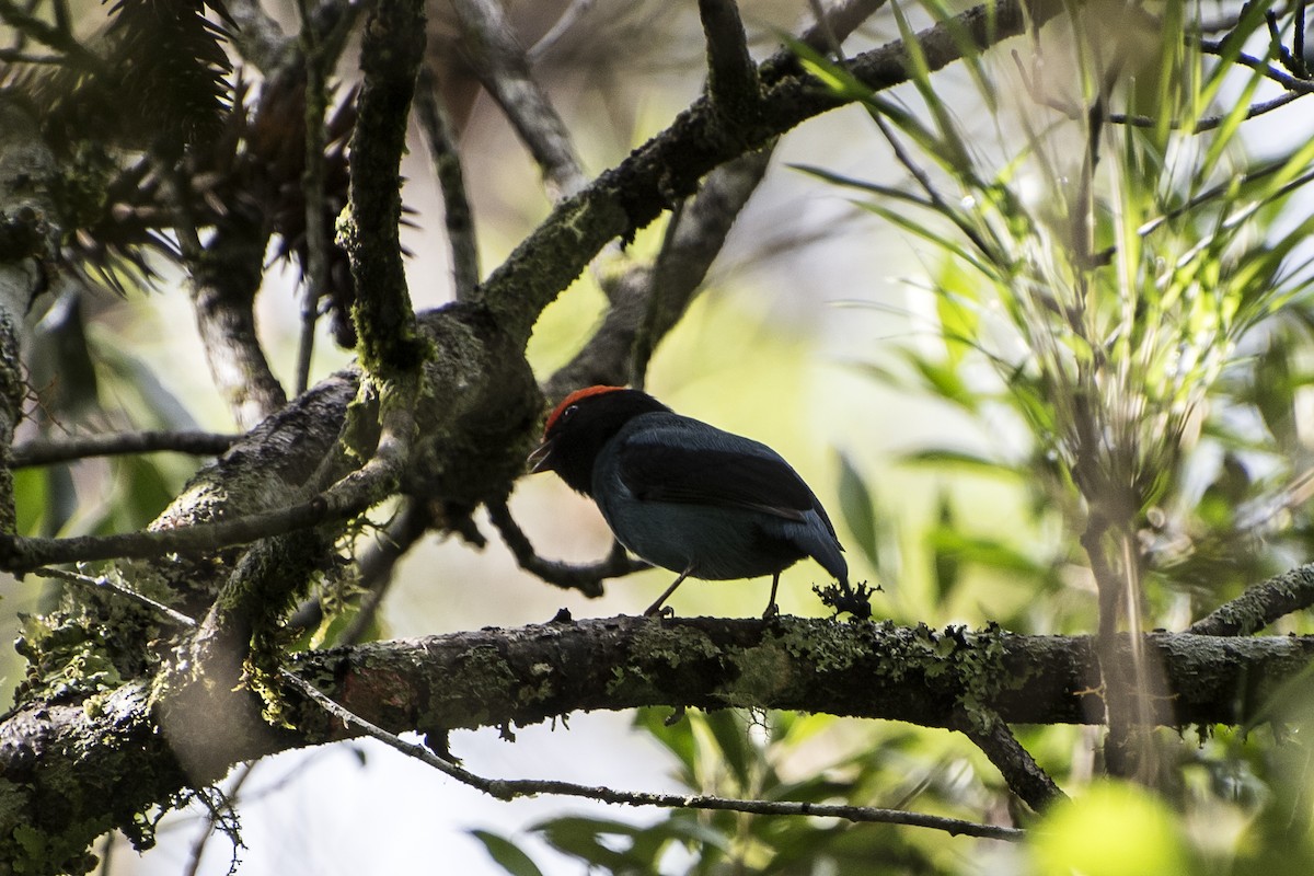 Swallow-tailed Manakin - Luiz Carlos Ramassotti