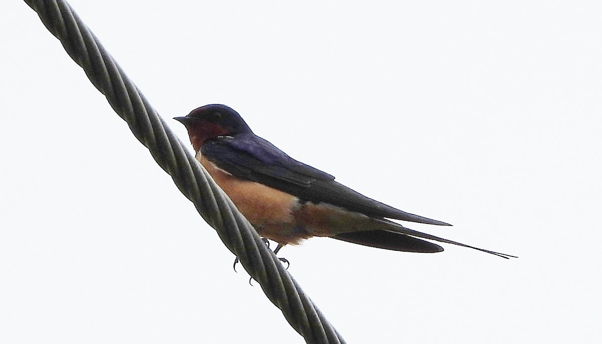 Barn Swallow - Marie Furnish