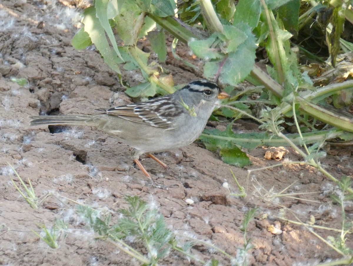 White-crowned Sparrow - ML151066801