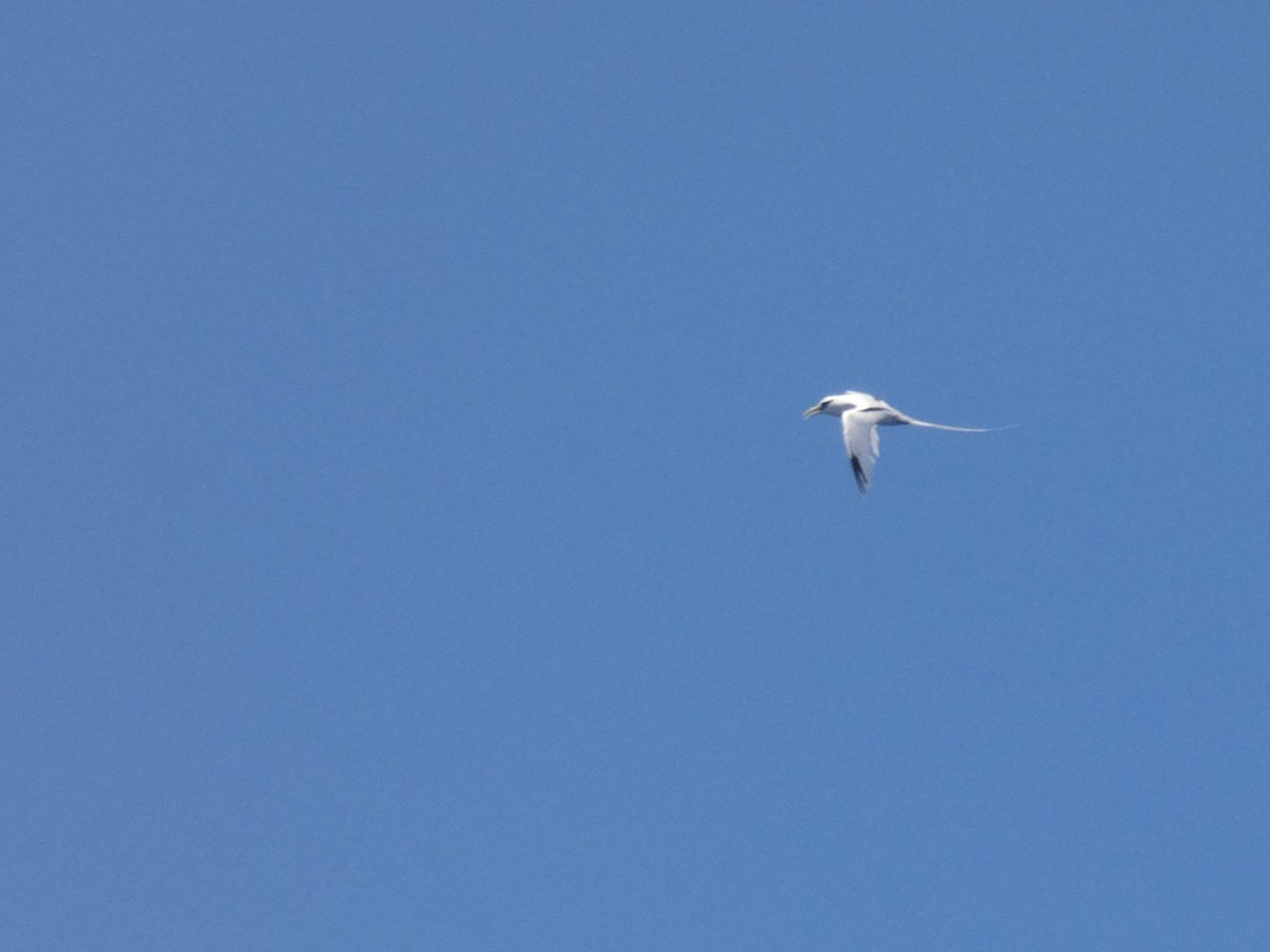 White-tailed Tropicbird - Gregory Laude