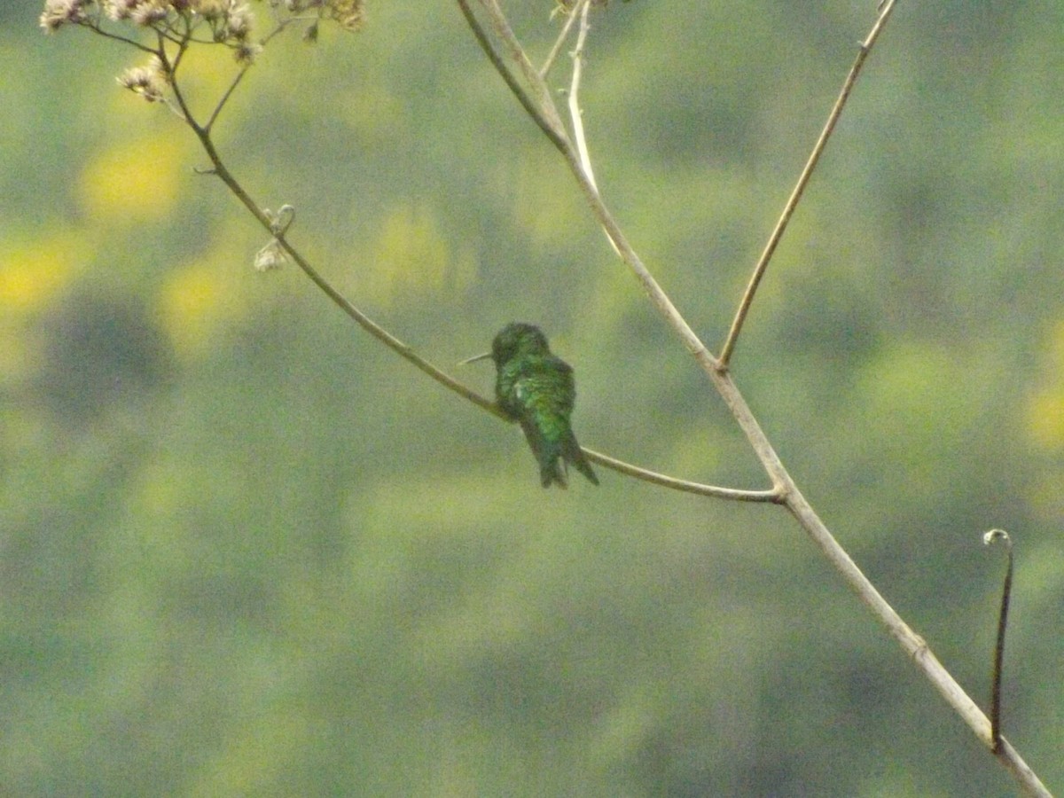 Steely-vented Hummingbird - BARIKI BIRDING CUCUTA