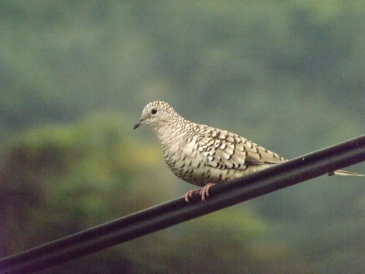 Scaled Dove - BARIKI BIRDING CUCUTA