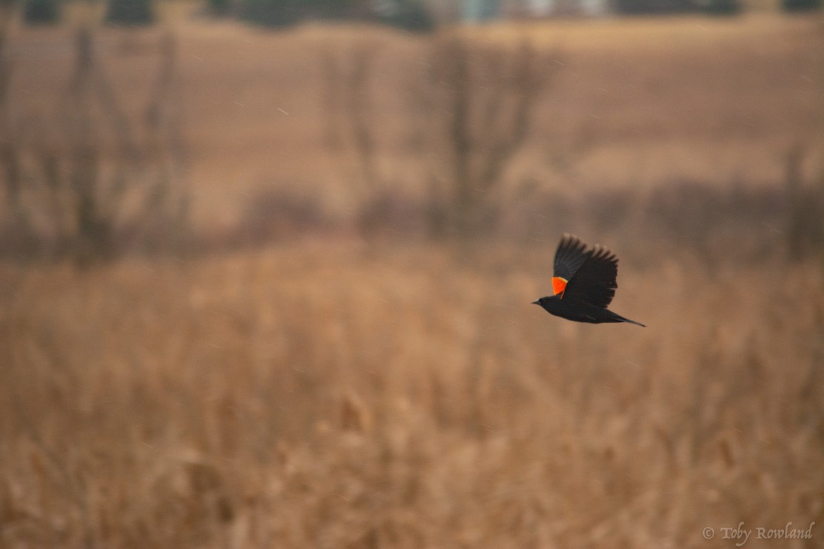 Red-winged Blackbird - ML151070381