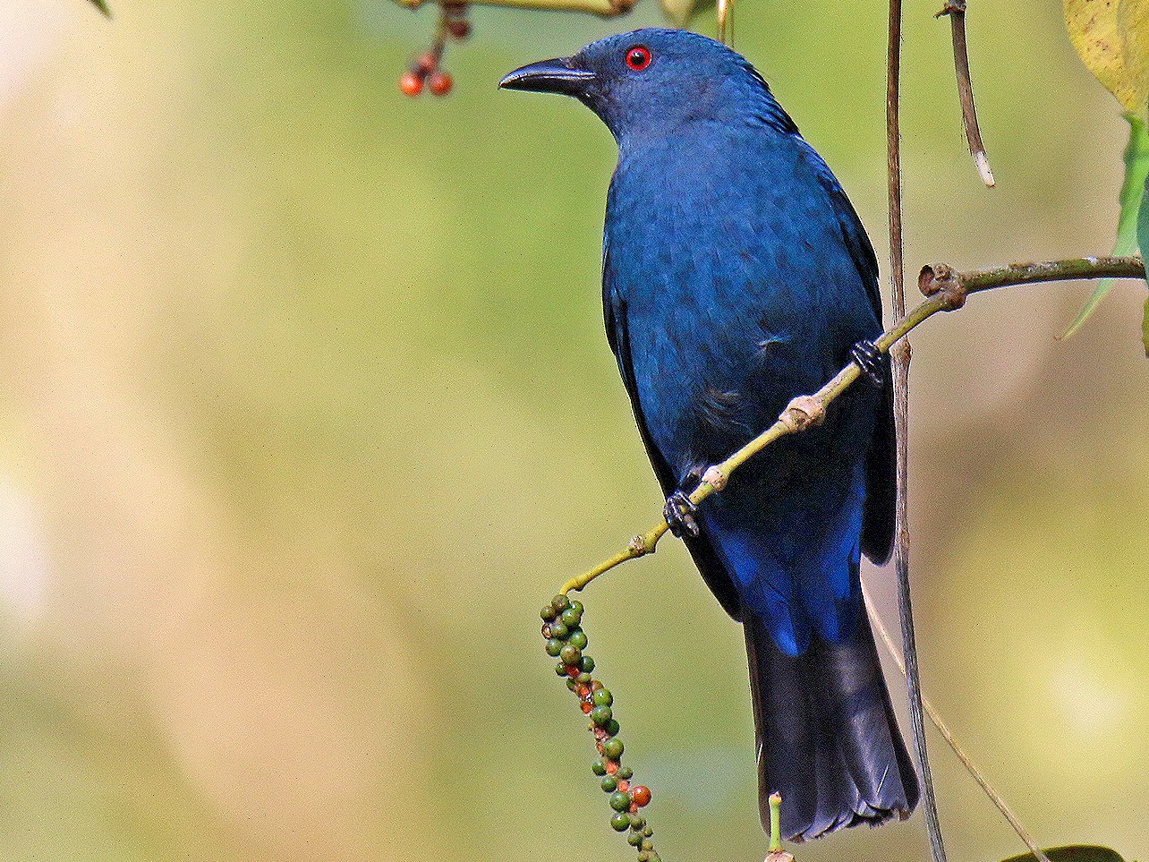 Asian Fairy-bluebird - S S Suresh