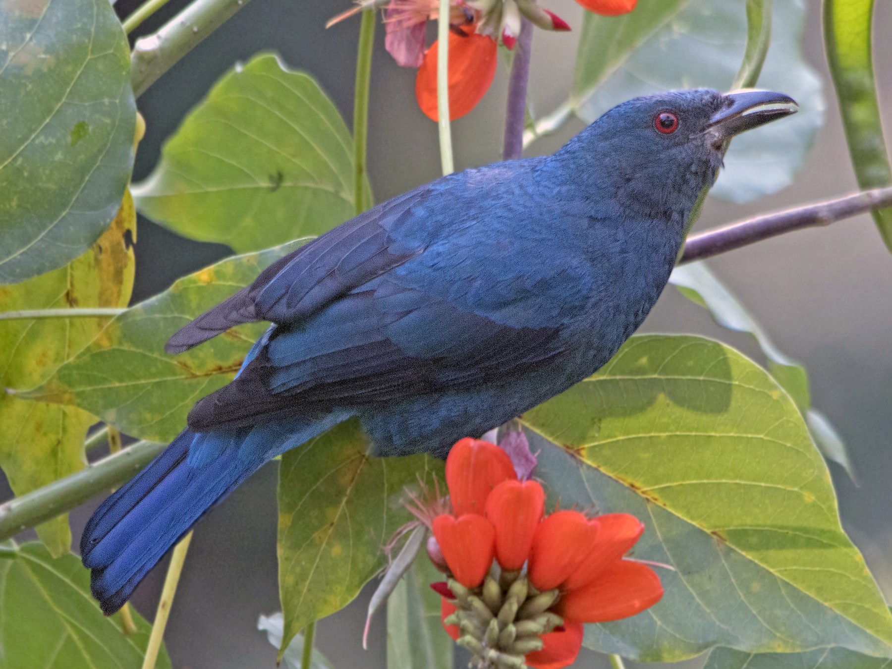 Asian Fairy-bluebird - eBird