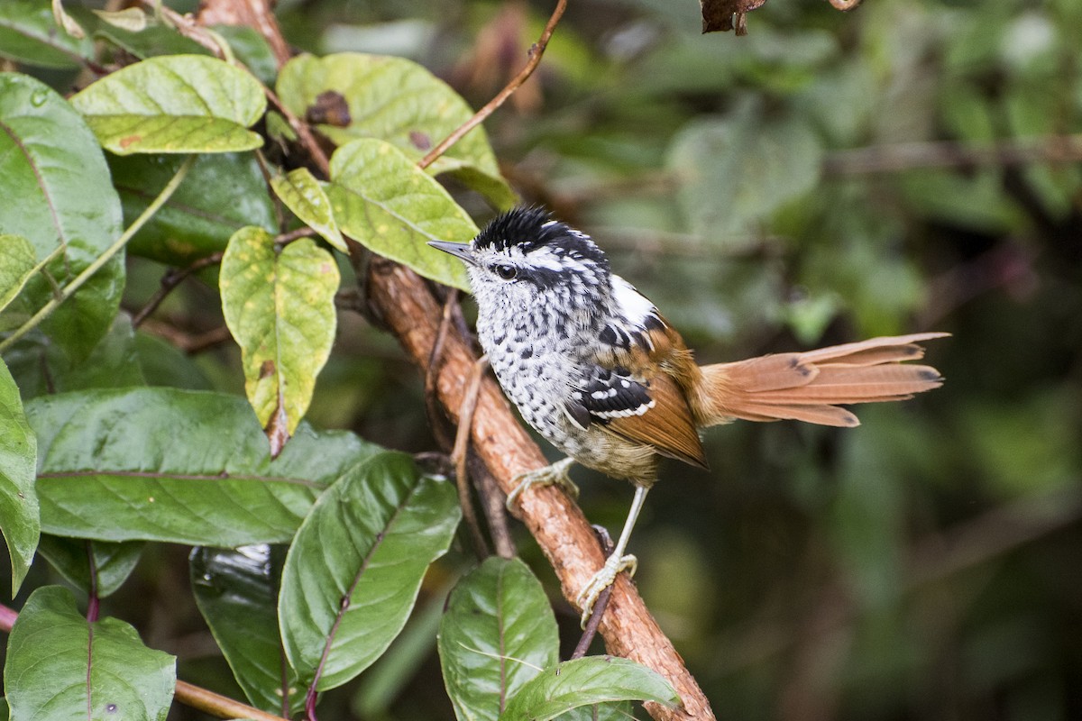 Rufous-tailed Antbird - ML151071341