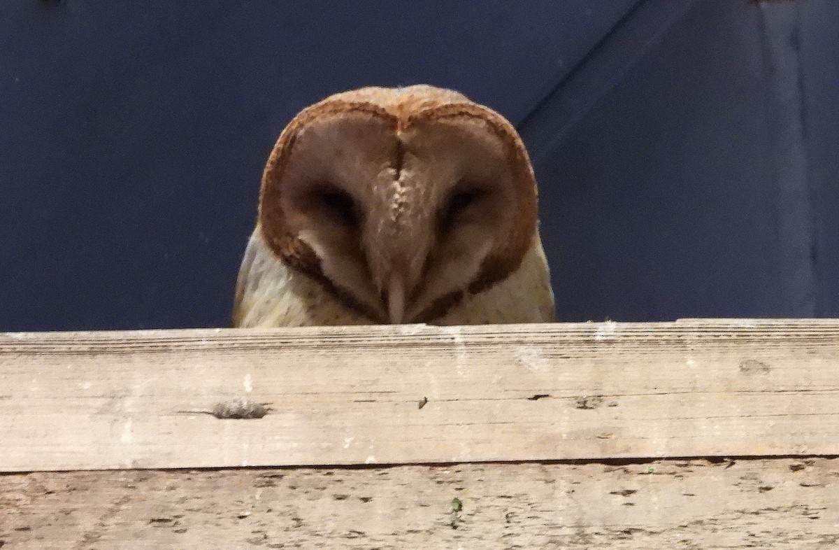 Barn Owl - Marie Furnish