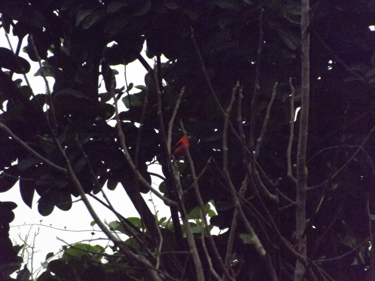 Scarlet Tanager - BARIKI BIRDING CUCUTA