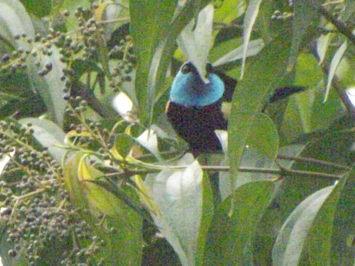 Blue-necked Tanager - ML151073951