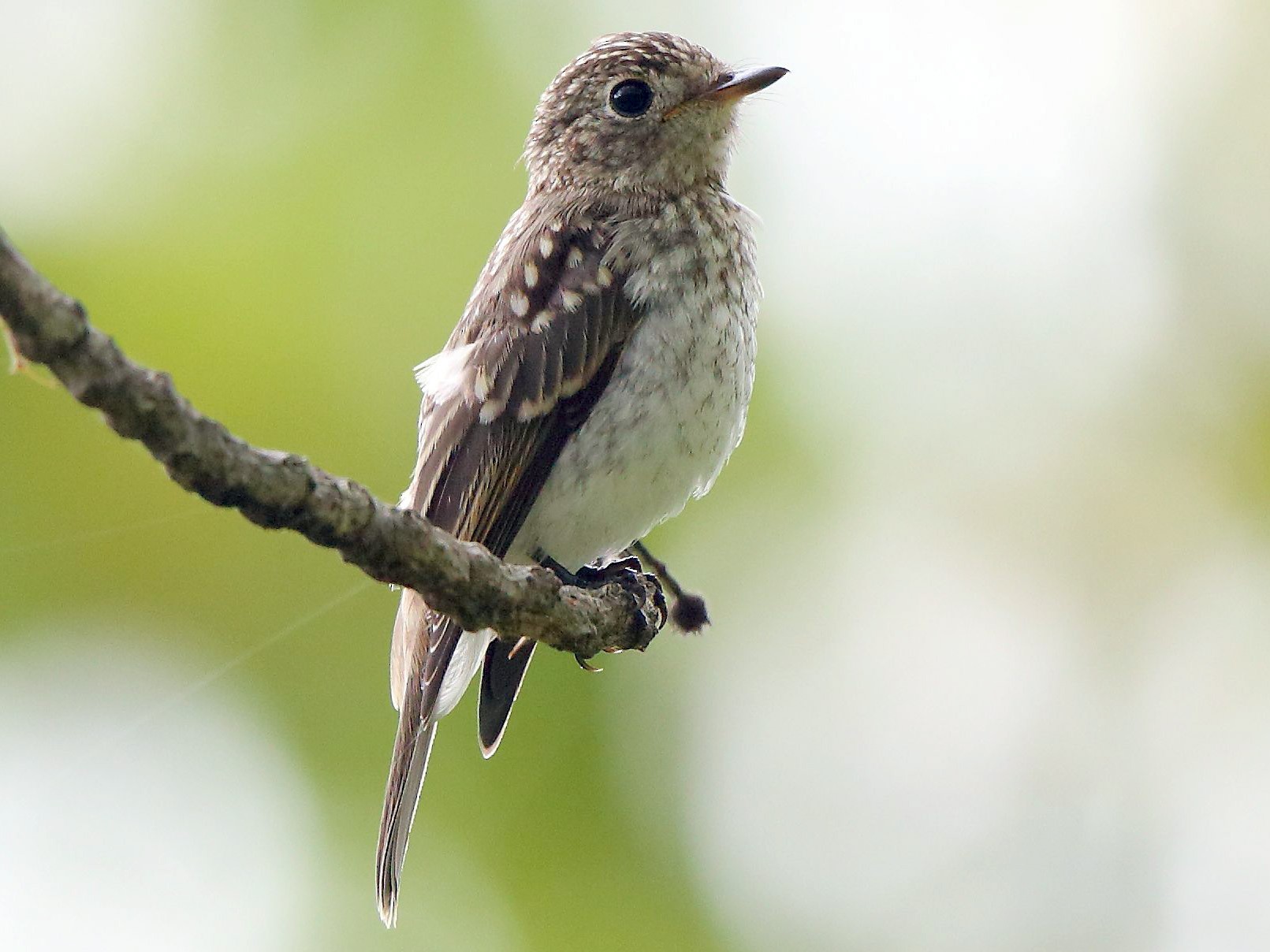 Asian Brown Flycatcher - Albin Jacob