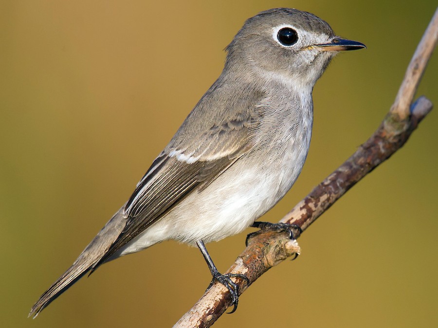 Asian brown flycatcher - Wikipedia