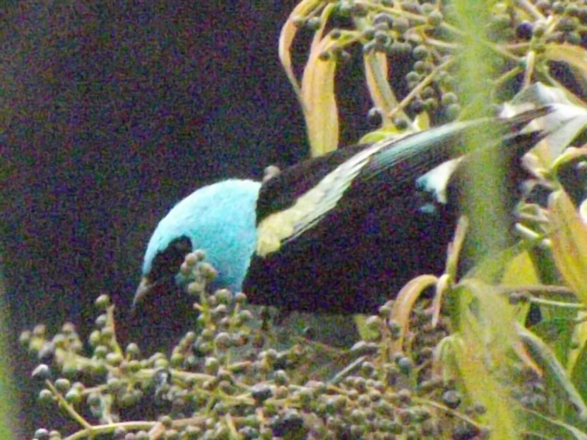Blue-necked Tanager - ML151074061