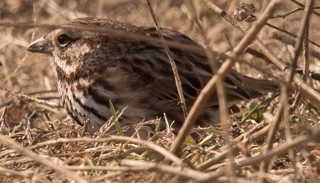 Passerellidae sp. (sparrow sp.) - ML151075391