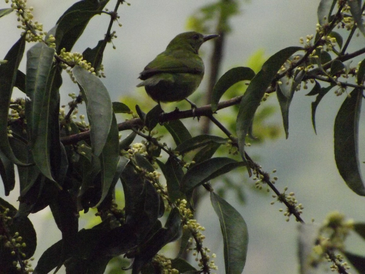 Green Honeycreeper - BARIKI BIRDING CUCUTA