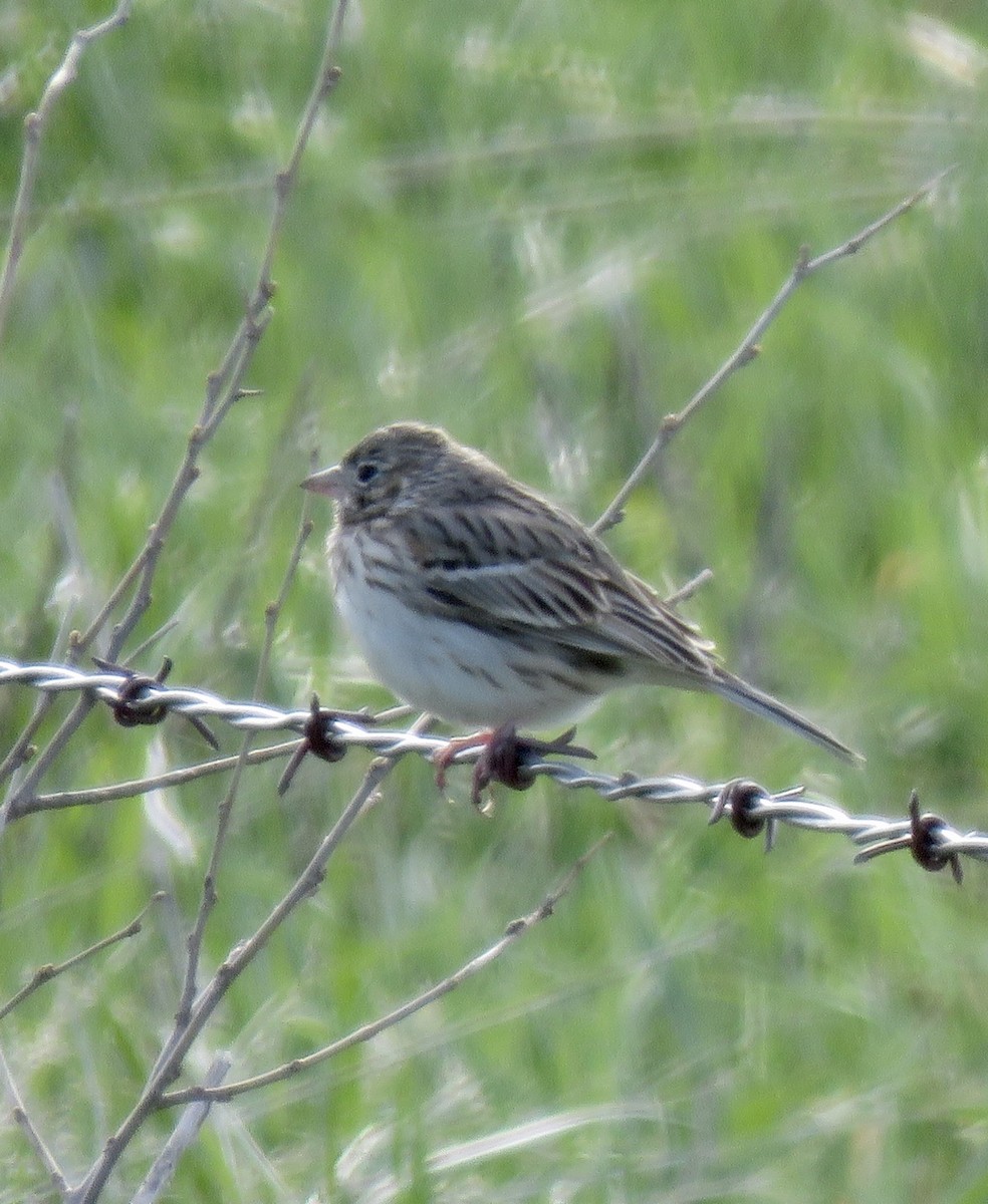 Vesper Sparrow - Micky Louis