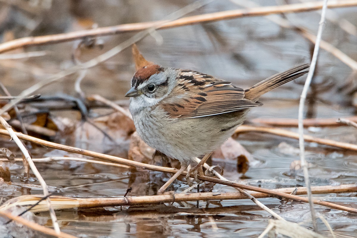 Swamp Sparrow - Sue Barth
