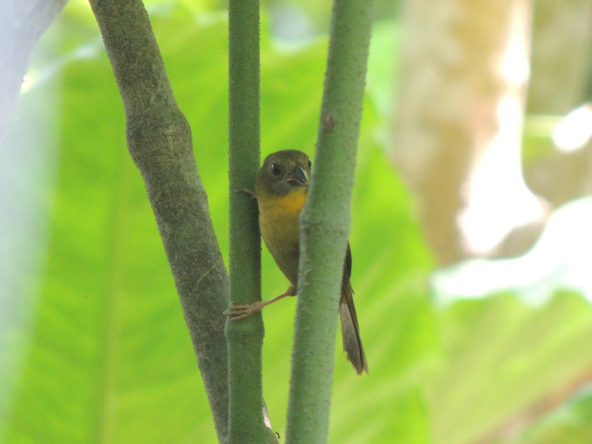 Red-throated Ant-Tanager - ML151079321