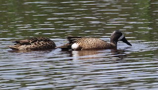 Blue-winged Teal, ML151079761