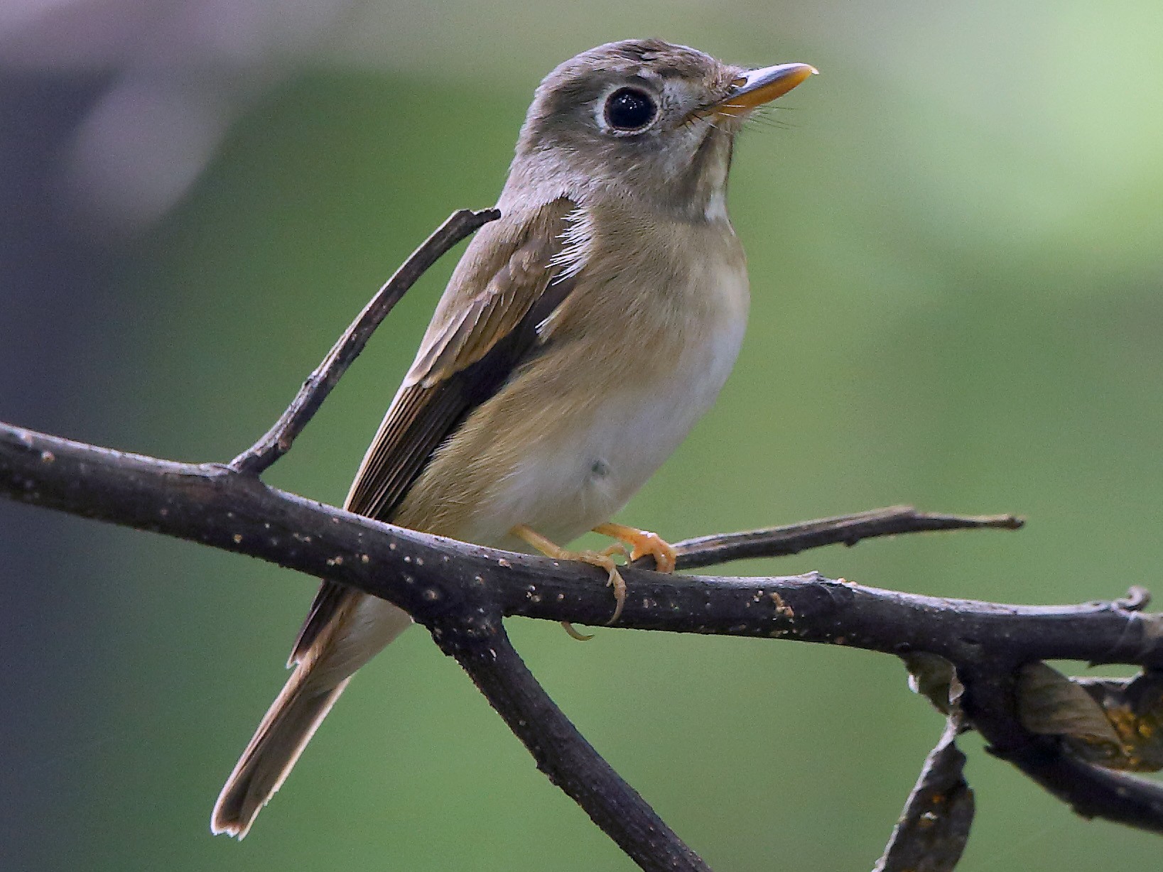 Brown-breasted Flycatcher - Albin Jacob