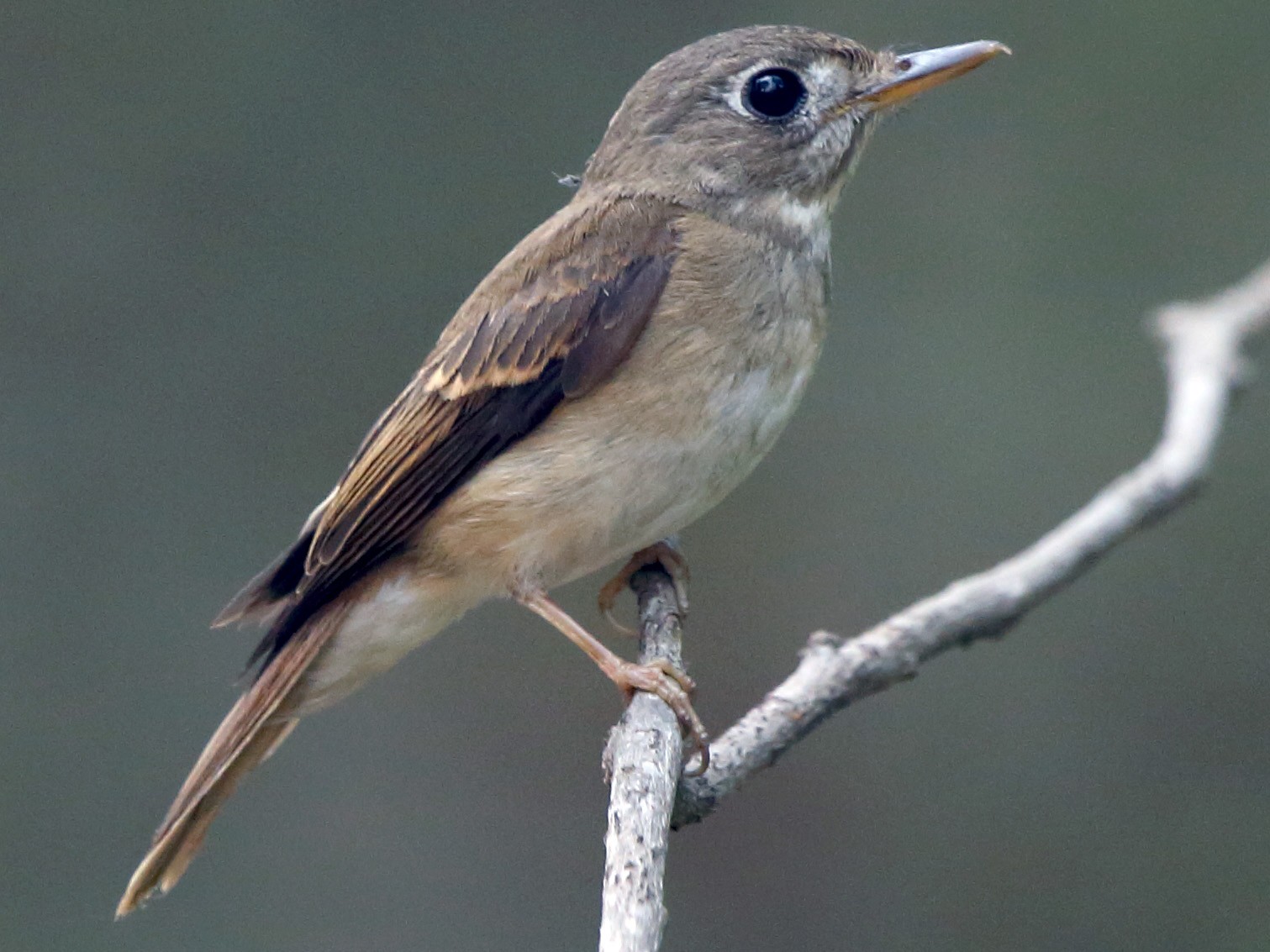 Brown-breasted Flycatcher - Albin Jacob