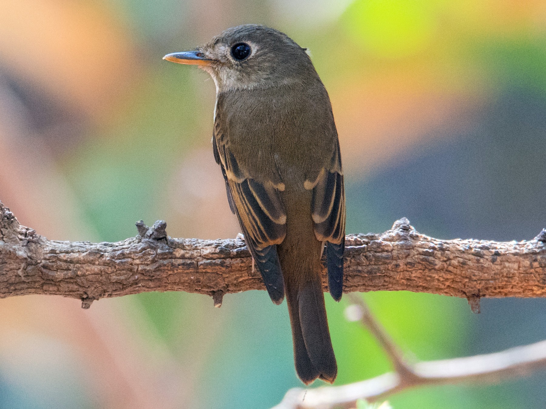 Brown-breasted Flycatcher - Mohith Shenoy
