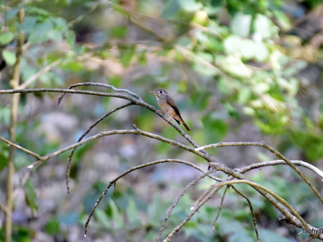 Brown-breasted Flycatcher - Anonymous