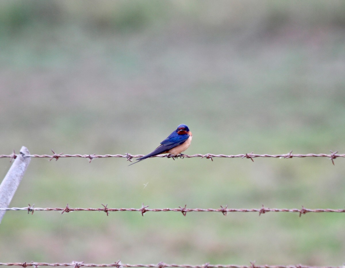Barn Swallow (American) - Rick Fournier