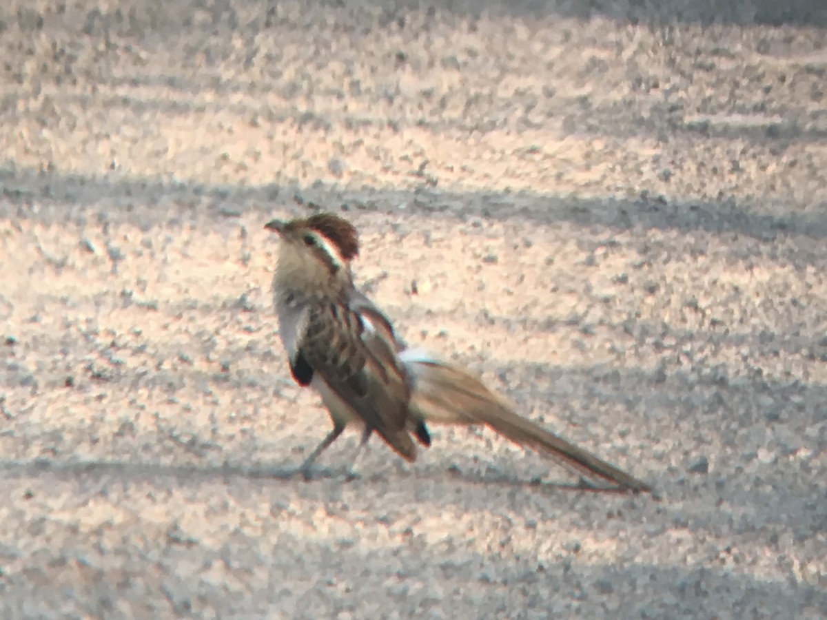 Striped Cuckoo - Gumercindo  Pimentel