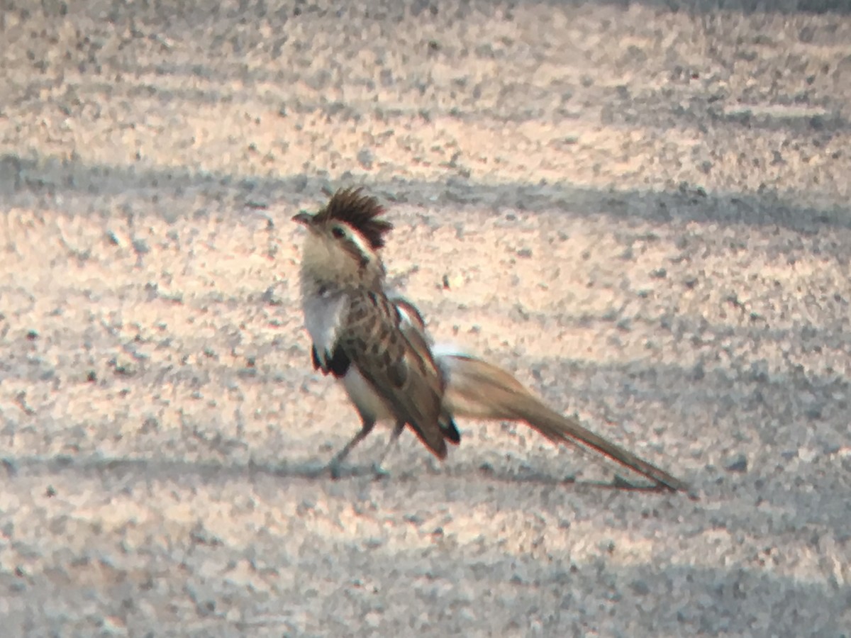 Striped Cuckoo - Gumercindo  Pimentel
