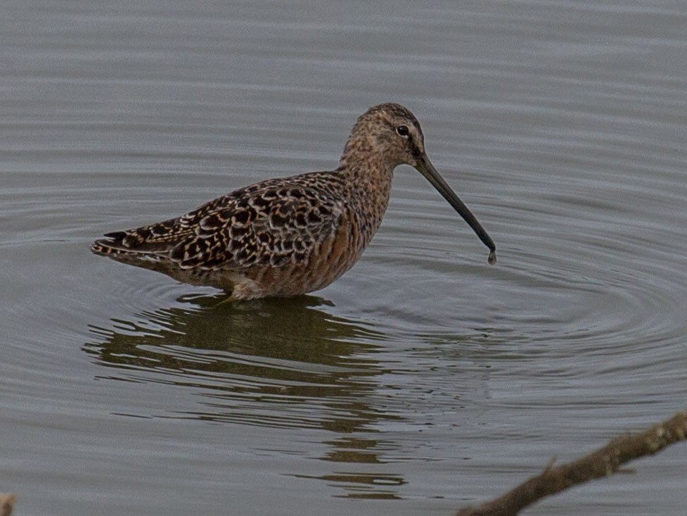Long-billed Dowitcher - ML151084011