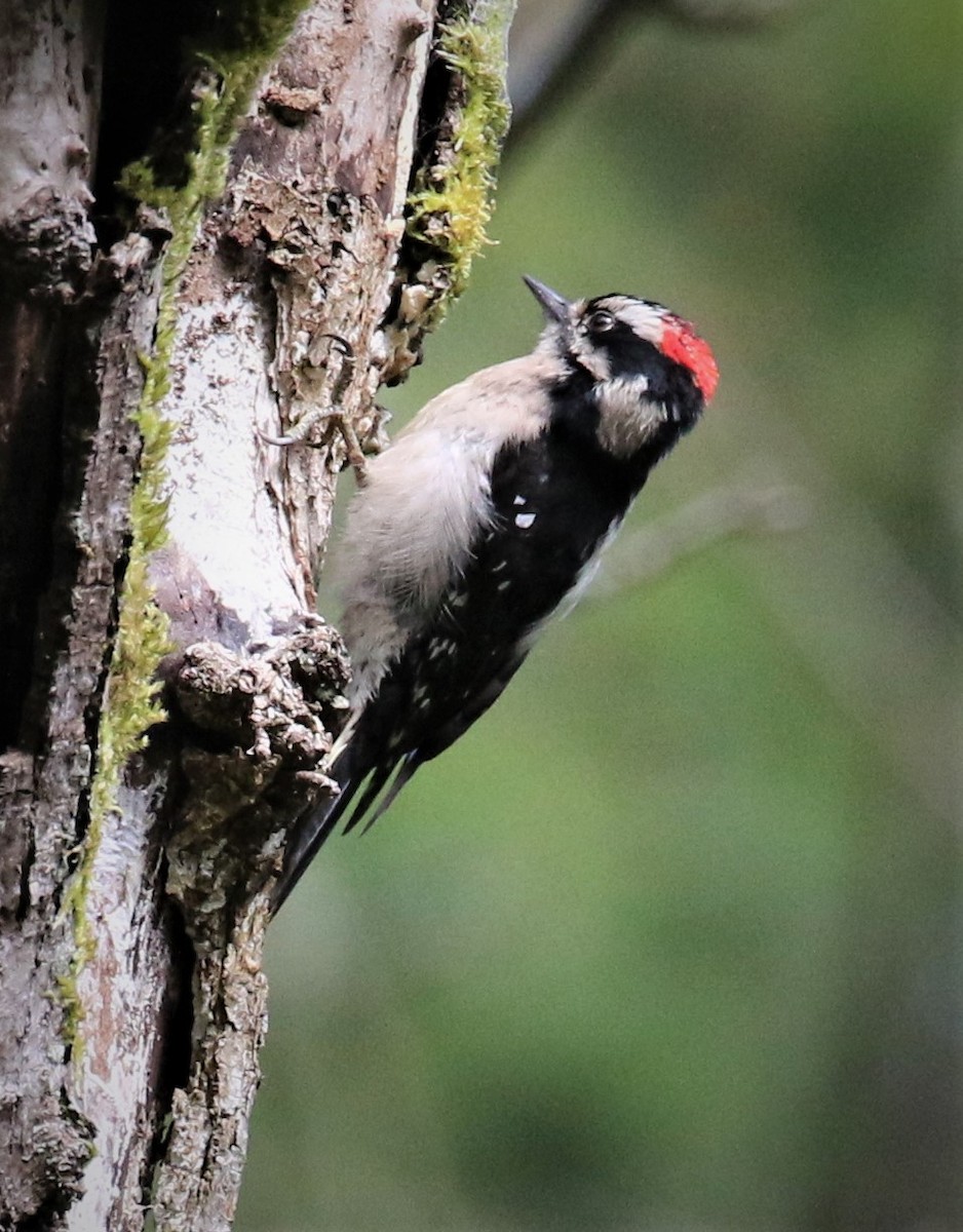 Downy Woodpecker (Pacific) - Bradley Waggoner