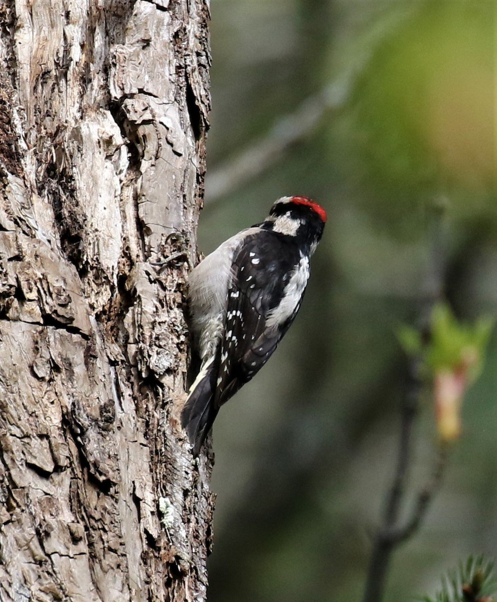 Downy Woodpecker (Pacific) - Bradley Waggoner
