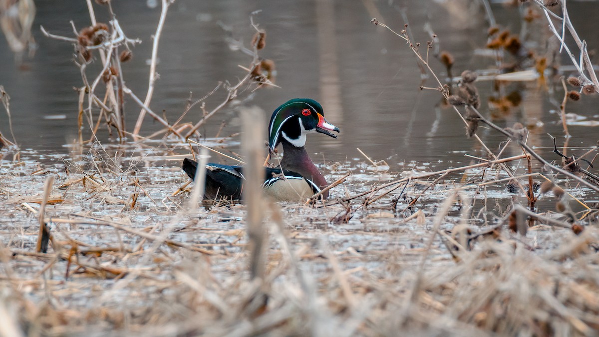 Wood Duck - Kyle Tansley