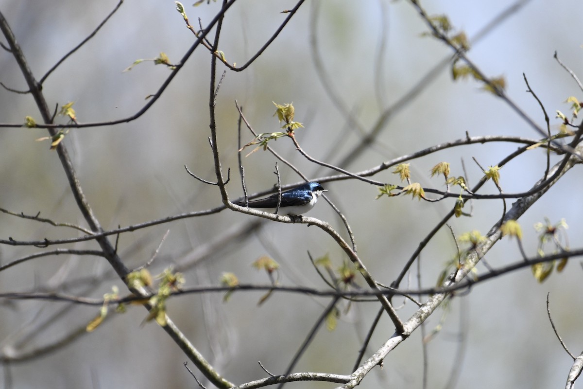 Tree Swallow - ML151085191