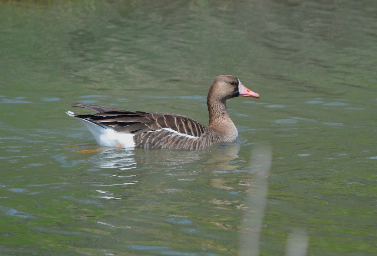 Greater White-fronted Goose - ML151088211