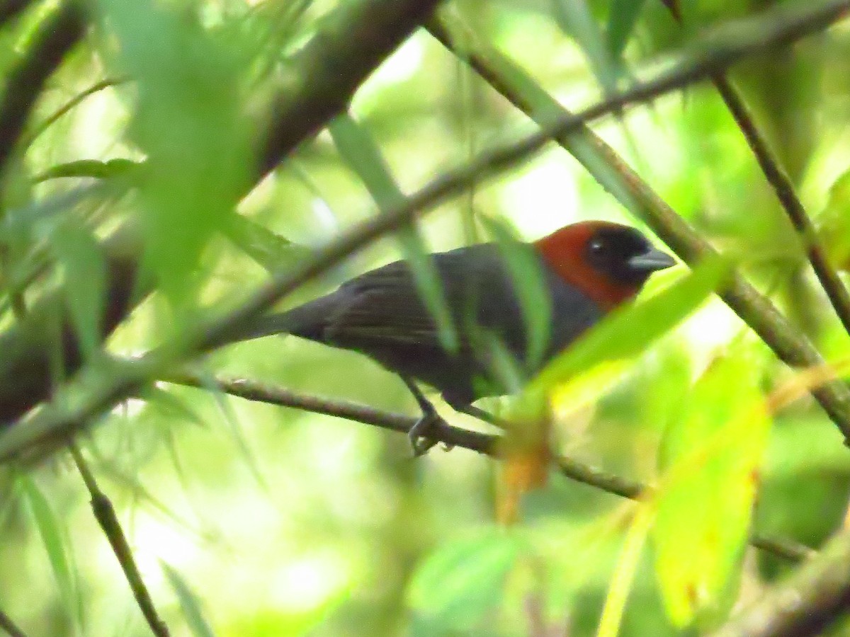 Chestnut-headed Tanager - Cleberton Bianchini