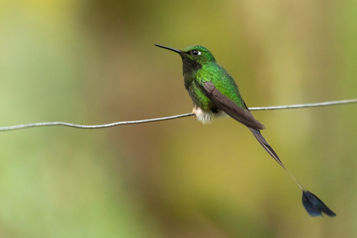 White-booted Racket-tail - ML151090901