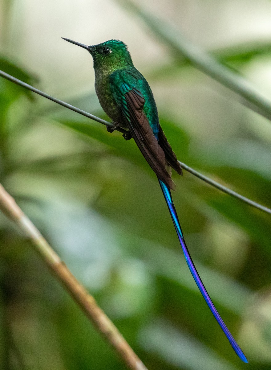 Long-tailed Sylph - ML151091201