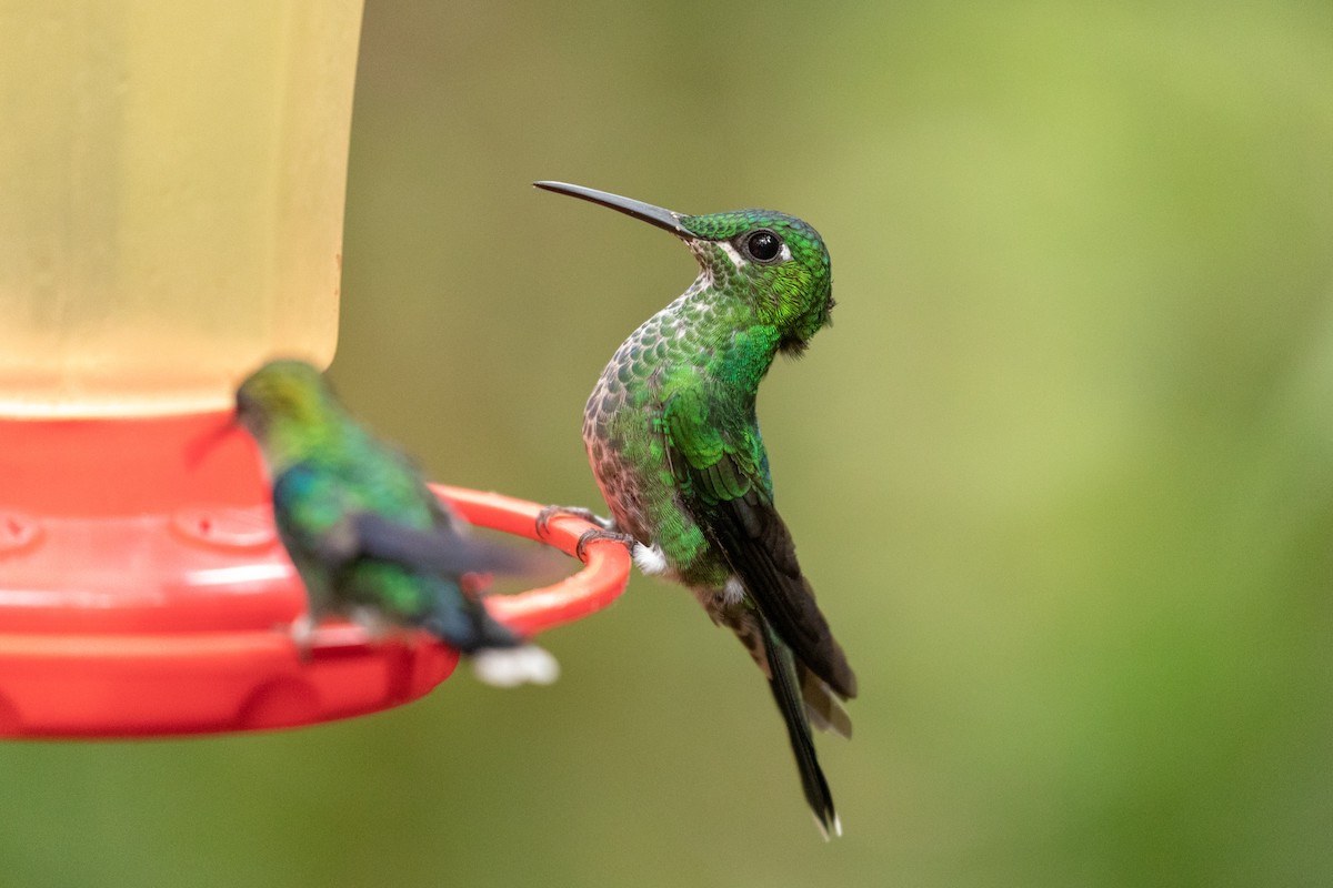 Green-crowned Brilliant - ML151091561