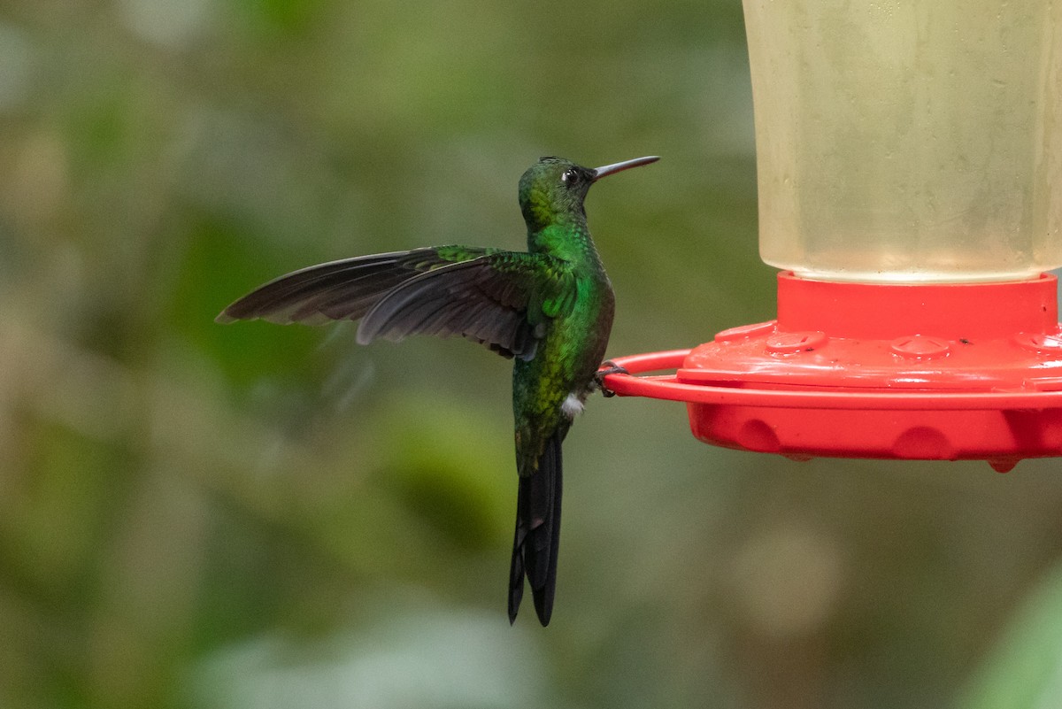 Green-crowned Brilliant - ML151091611