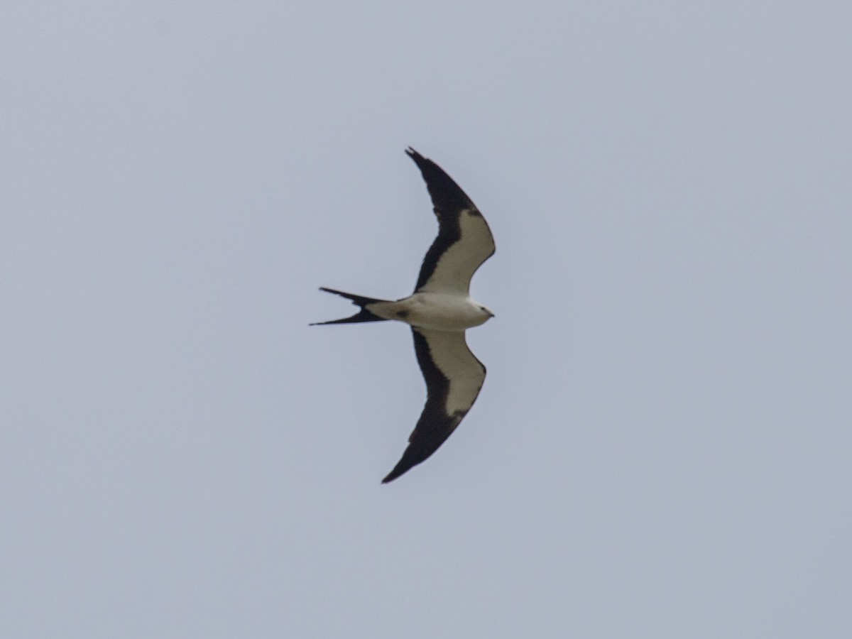 Swallow-tailed Kite - Geoff Hill