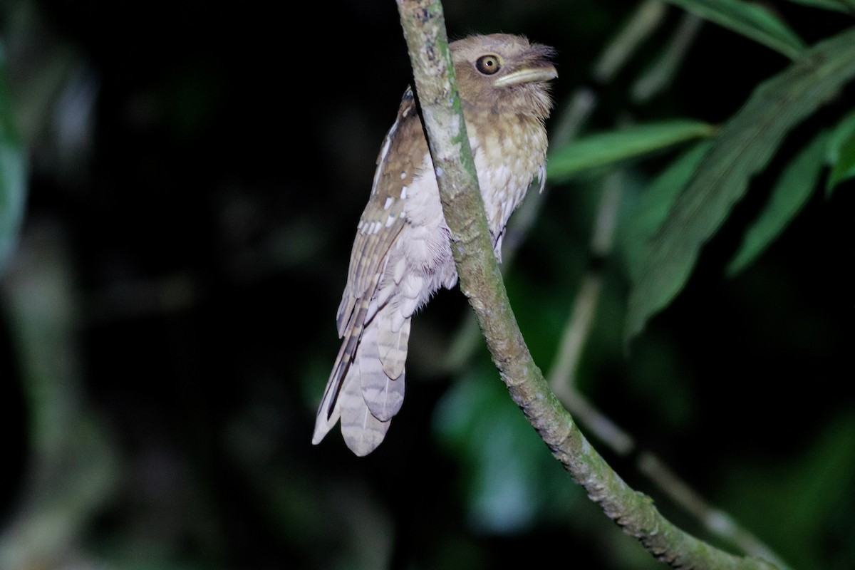 Gould's Frogmouth - ML151092441