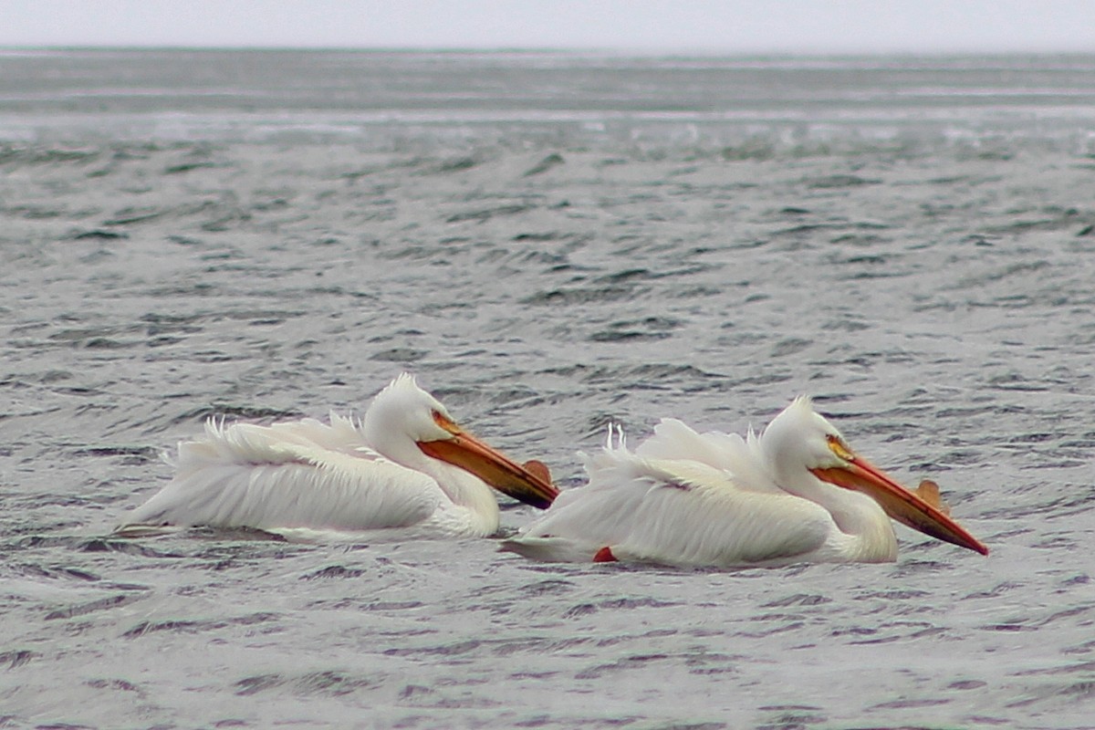 pelikán severoamerický - ML151092701