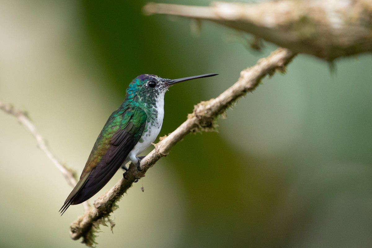 Andean Emerald - ML151092911