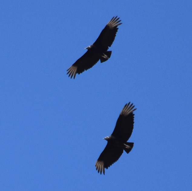 Black Vulture - Steve Nord